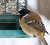 Акция "Покормите птиц зимой"